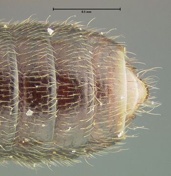 Media type: image;   Entomology 24069 Aspect: abdomen ventral view